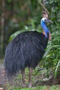 Southern cassowary (Casuarius casuarius)