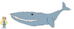 Blue Whale (Largest Cetacean)