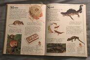 The Kingfisher First Animal Encyclopedia (46)