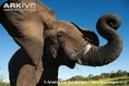 African-elephant-calf-flapping-ears.jpg (71 KB)