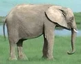 African elephant switch zoo.jpg (19 KB)