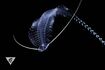 Pelagic Worm