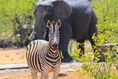 Elephant and Zebra.jpg (15 KB)