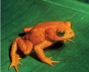 Golden Toad.png