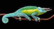 Jackson's Chameleon