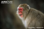 Japanese Macaque as Dryosaurus