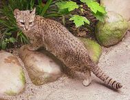 Leopardus geoffroyi.jpg