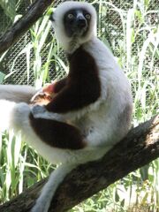 Real-Life Zoboomafoo