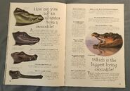 Reptiles (Over 100 Questions and Answers to Things You Want to Know) (9)