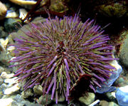 Strongylocentrotus purpuratus 1