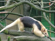 Tamandua.jpg