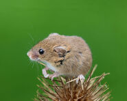 Eurasian Harvest Mouse