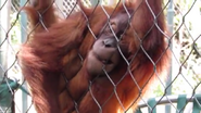 Fresno Zoo Orangutan