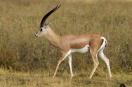 Grant's gazelle.jpg