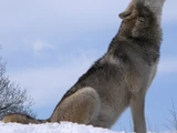 Grey Wolf