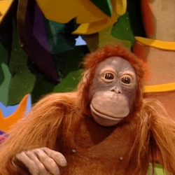 Orangutan pyjamas shop