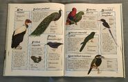 Macmillan Animal Encyclopedia for Children (27)