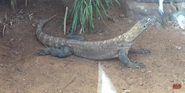 Oklahoma City Zoo Komodo Dragon