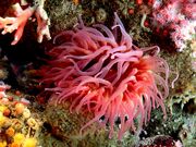 Sea Anemone.jpg