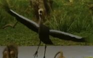 Serengeti Grey-Crowned Crane