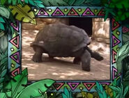 B&F Galapagos Tortoise