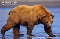 Big brown bear.jpg