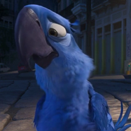 Blu as Macaw