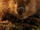 God Beaver