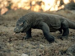 Komodo Dragon.jpg