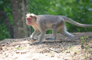 Macaque, Bonnet.jpg