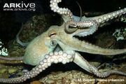 Octopus, common (Octopus vulgaris).jpg