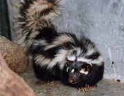Striped polecat.jpg