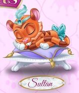 Saltan Sleeping