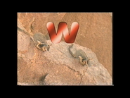 W is for Wallaby