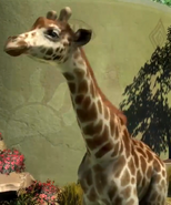 Angolan-giraffe-zootycoon3