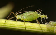 Aphid.jpg