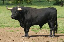 Bb1a46f428fcf235929c6e94e9780765--wild-bull-bullfighting.jpg