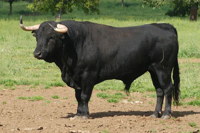 Spanish Fighting Bull The Parody Wiki Fandom Spanish Fighting Bull The Parody Wiki Fandom