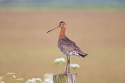 Black-tailed Godwit.jpg