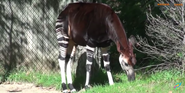 Columbus Zoo Okapi