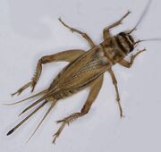 Cricket (Insect).jpg