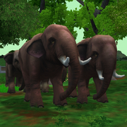 Indian Elephant Game