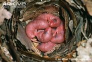 Newly-born-wood-mice-in-nest
