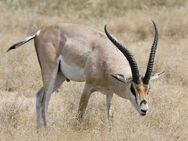 Ngorongoro Grant-Gazelle.jpg