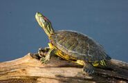 Red-eared slider