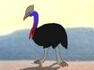 Rileys Adventures Southern Cassowary