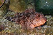 Scorpionfish.jpg