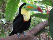 Toucan, Keel-Billed