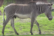 Tronto Zoo Zebra