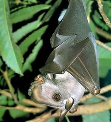 20090602 hammer headed bat.jpg